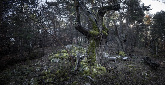 Moss-covered ancient tree in a dark forest