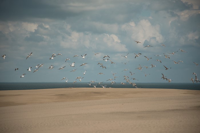 Flock of seagulls flying over sand dunes and ocean