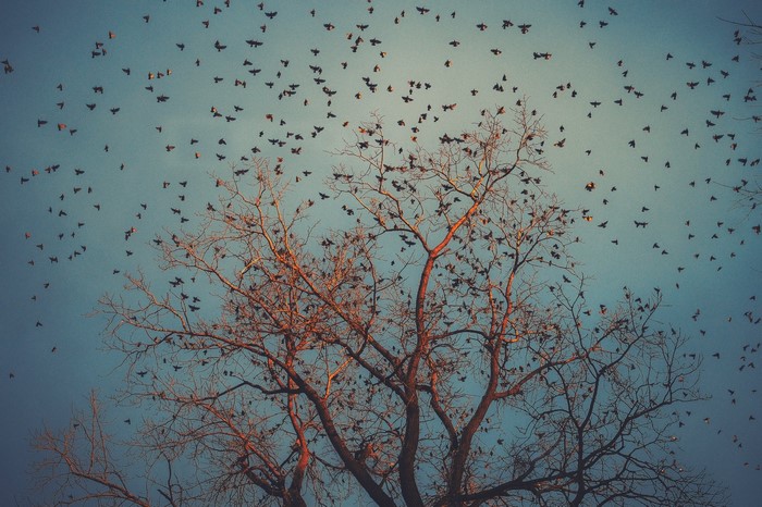Flock of birds flying around bare trees