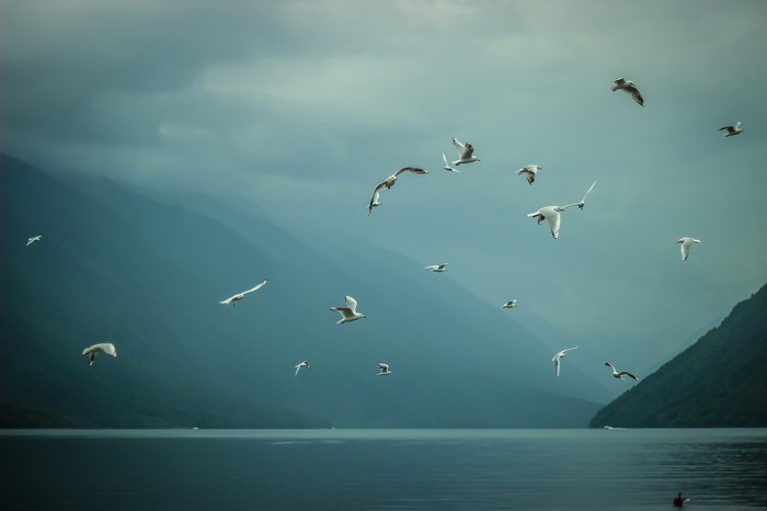 Birds flying over a lake with misty mountains