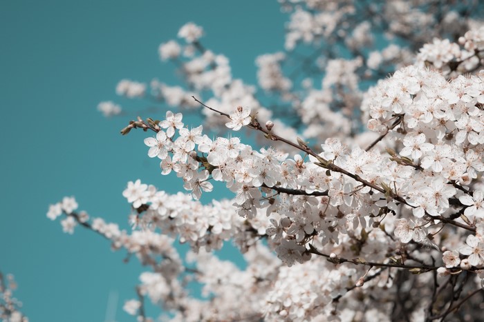 White cherry blossoms on branches against a blue sky