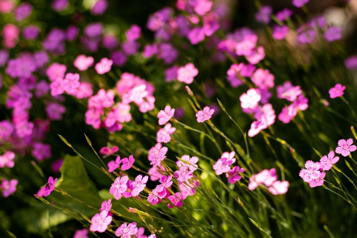 Field of small pink wildflowers in sunlight