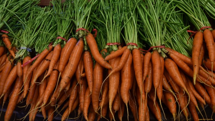 Bunches of fresh carrots with green tops