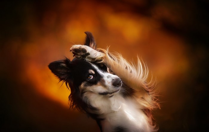 Dog with paw over its face