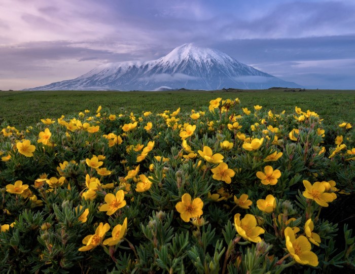 Yellow flowers in front of a snow-capped mountain