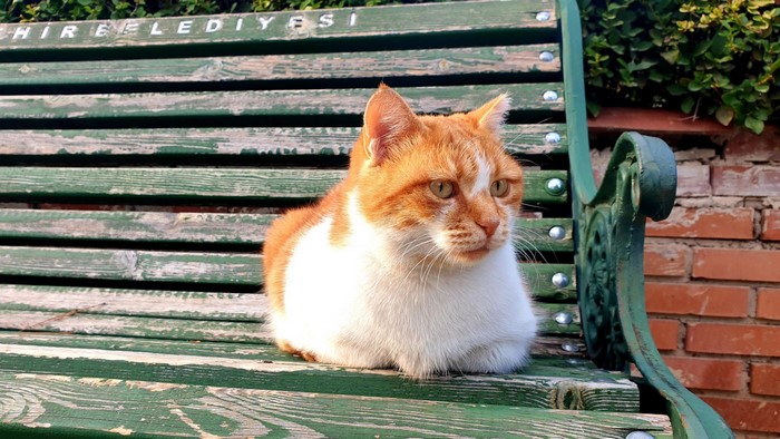 Orange and white cat sitting on a green bench