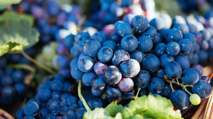 Close-up of dark blue grapes with green leaves