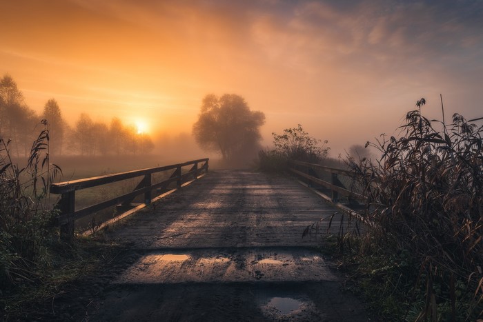 Wooden bridge in foggy sunrise with trees and plants