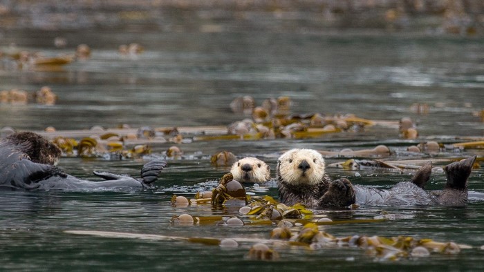 Sea otters floating in kelp forest