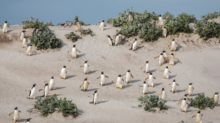 A colony of Gentoo penguins on a sandy beach.