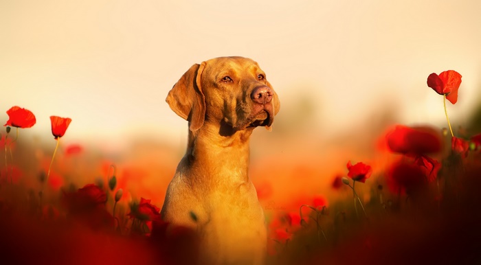 Vizsla dog in a field of poppies