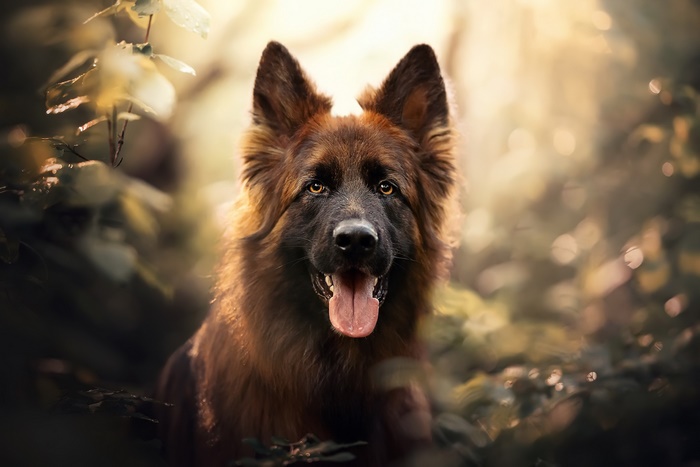 German Shepherd Dog in Nature