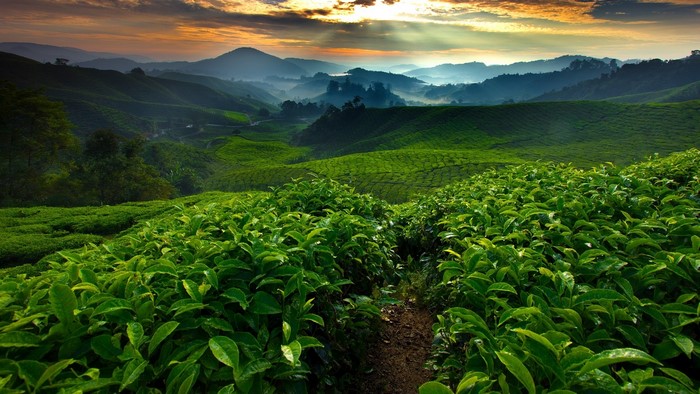 Rolling hills of tea plantations at sunrise