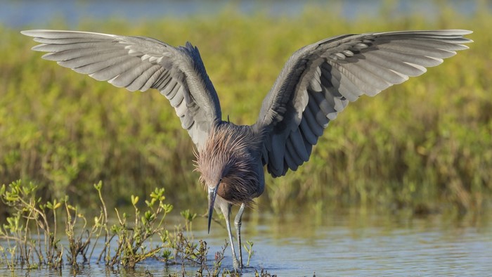 A reddish egret with wings spread in shallow water