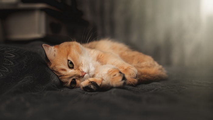 Golden cat lying on a dark blanket