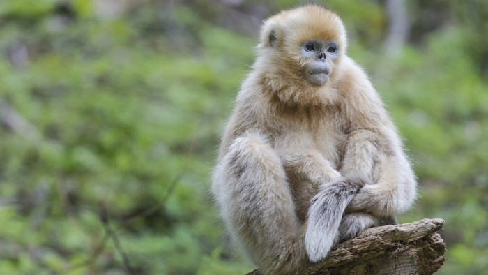 Golden Snub-nosed Monkey sitting on a log