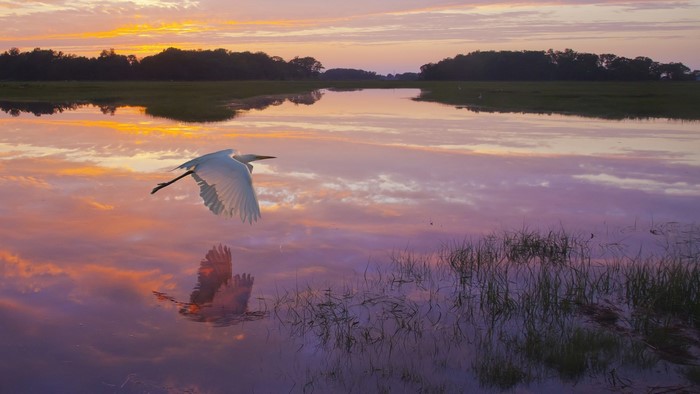 Egret flying over water at sunset with reflection