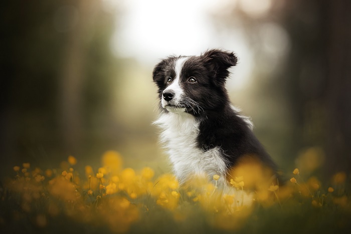 Border Collie Puppy in Yellow Flowers