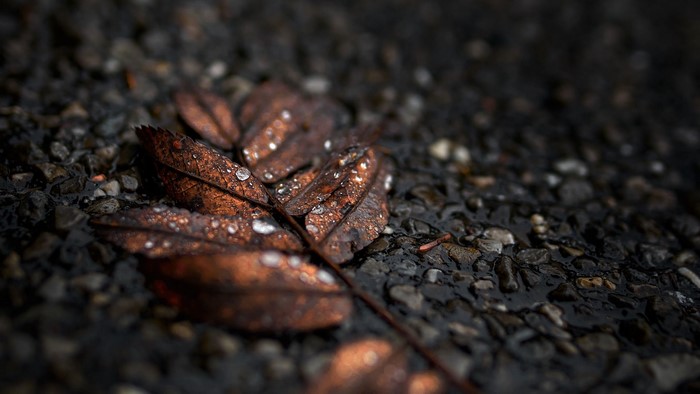 Close-up of wet brown leaves on gravel