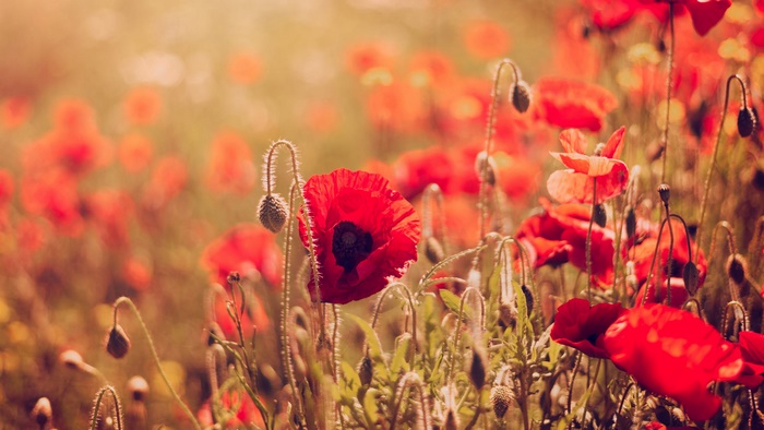 Field of Red Poppies in Summer Sunlight