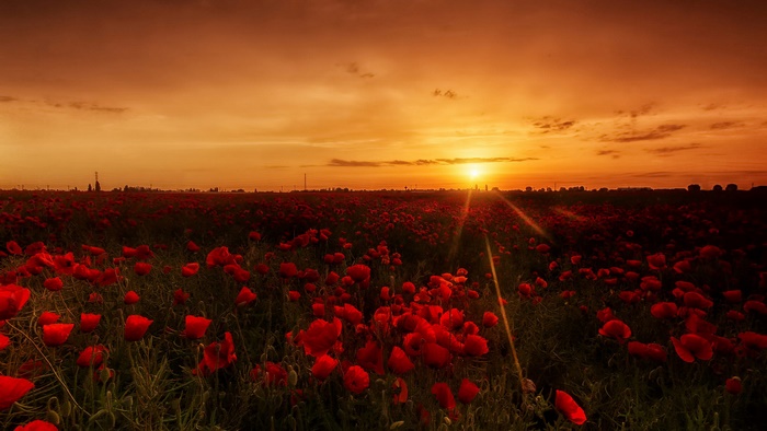Field of red poppies at sunset
