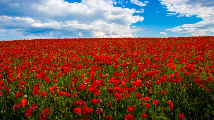 Field of Red Poppies Under a Blue Sky
