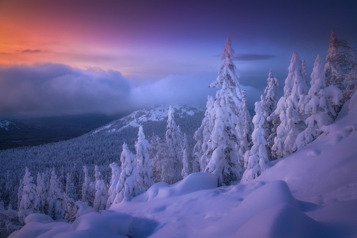 Winter forest landscape with snow-covered trees at sunset