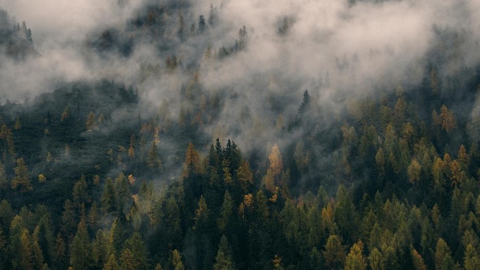 Misty forest landscape with evergreen trees