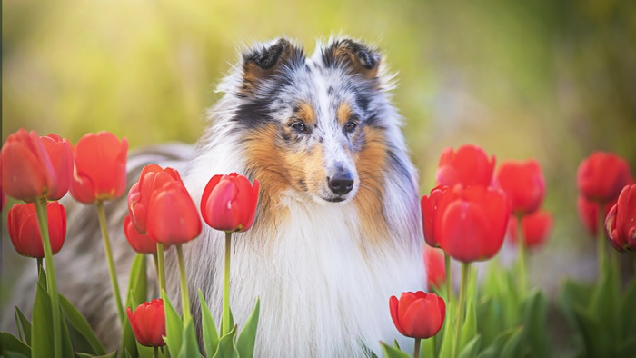 Shetland Sheepdog in a field of red tulips