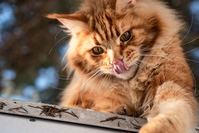 Orange Maine Coon Cat Licking Its Nose
