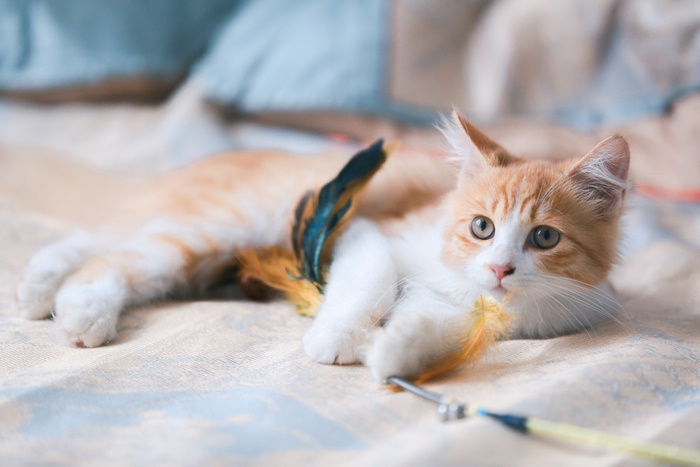 Orange and white kitten playing with a feather toy