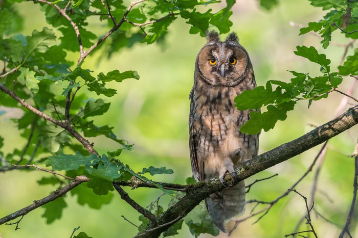 Long-Eared Owl perched on a branch