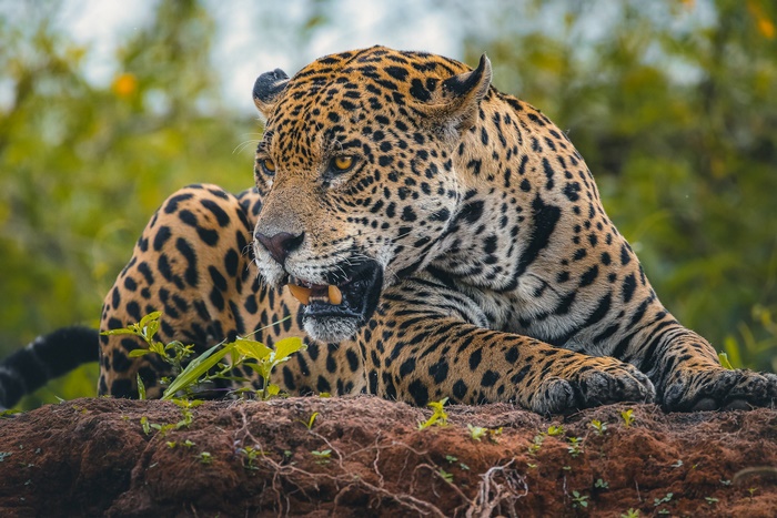 Jaguar lying on the ground with mouth open