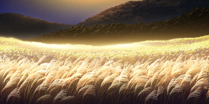 Field of pampas grass under a starry sky