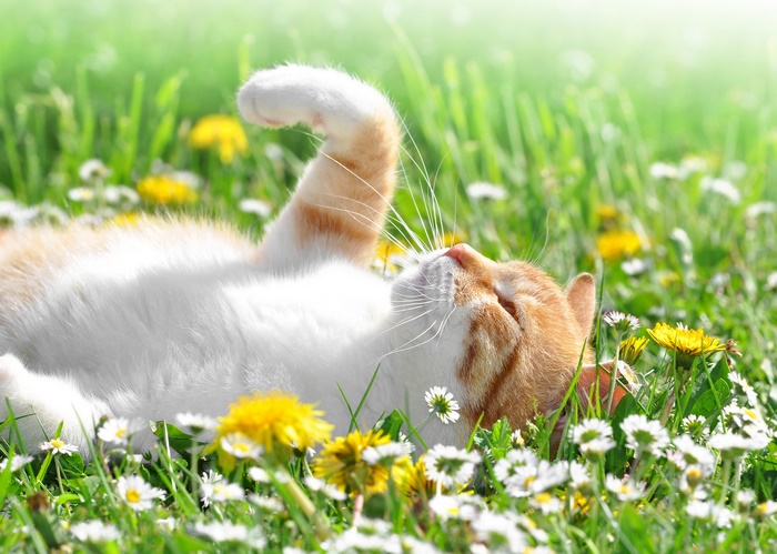 Orange and white cat relaxing in a field of daisies and dandelions