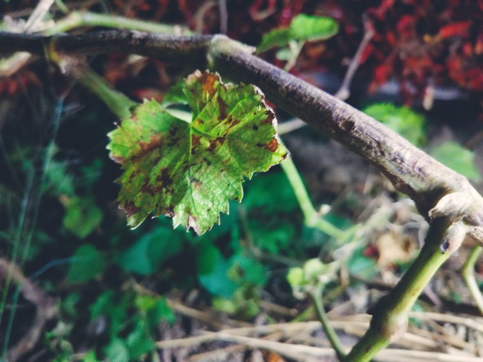 Close-up of a green leaf with brown spots on a vine