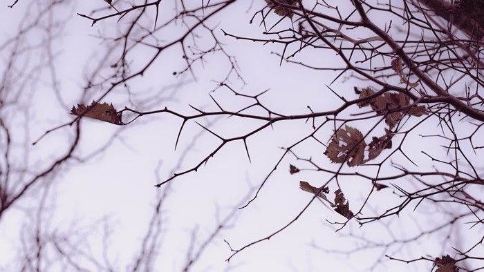Thorny branches with dry leaves against the sky