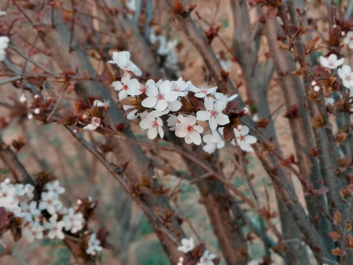White cherry blossoms on a tree branch