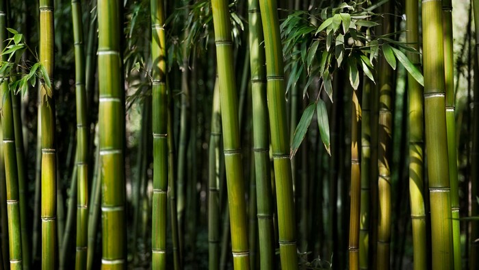 4K Bamboo Forest Nature