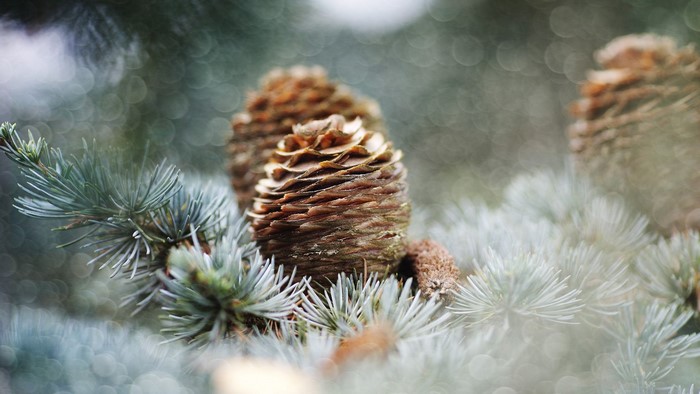 Pine cones on a pine tree branch