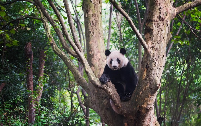 Giant panda sitting on a tree branch in a forest
