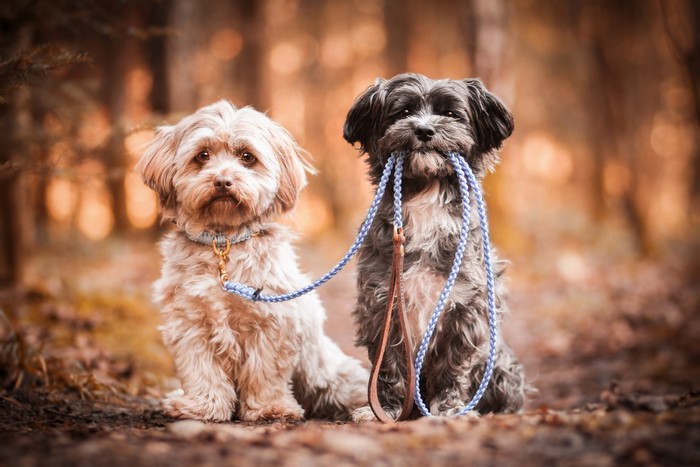 Two dogs sitting outdoors with a leash