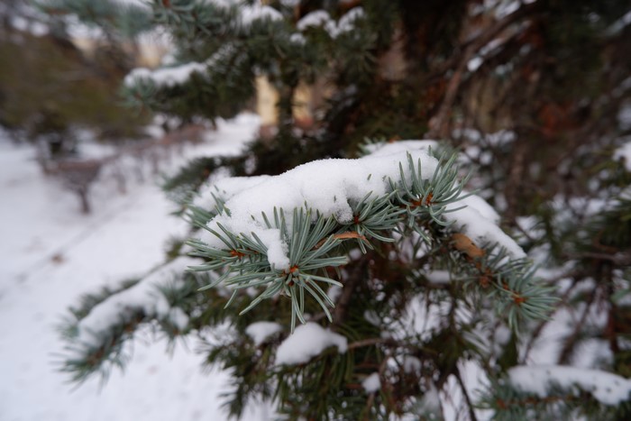 4K snow covered fir tree twigs in winter