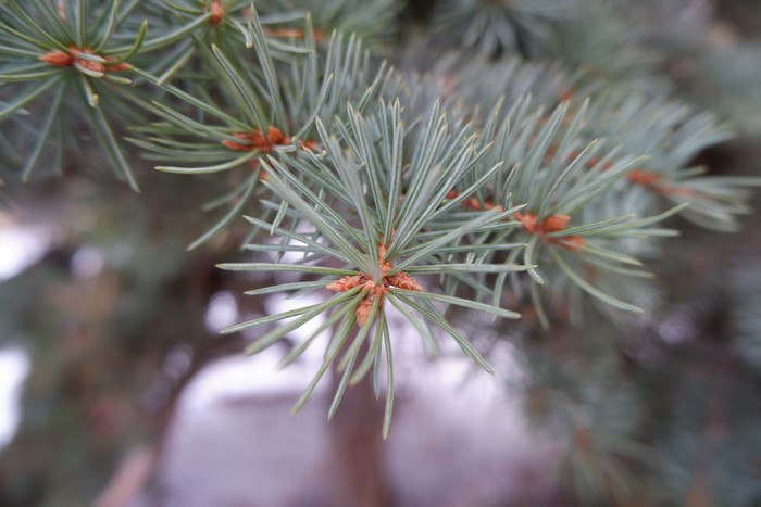 Close-up of a fir tree branch in winter