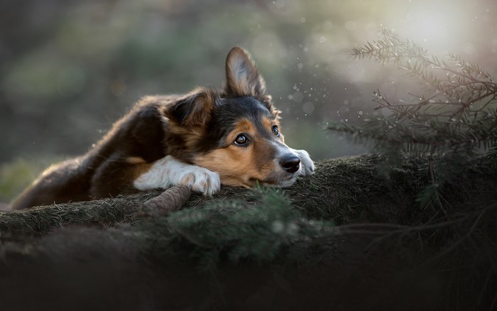 A border collie puppy rests its head on a mossy log in a forest