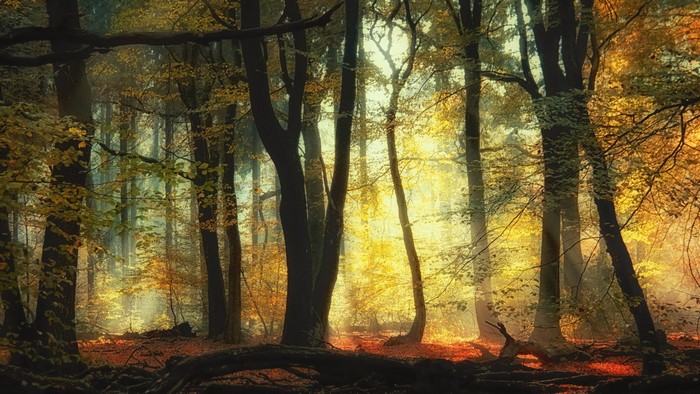Sunlight filtering through trees in an autumn forest