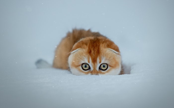 Golden kitten peeking out of the snow