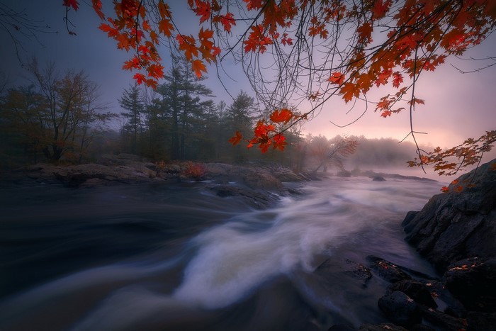 Autumn river with red maple leaves and fog