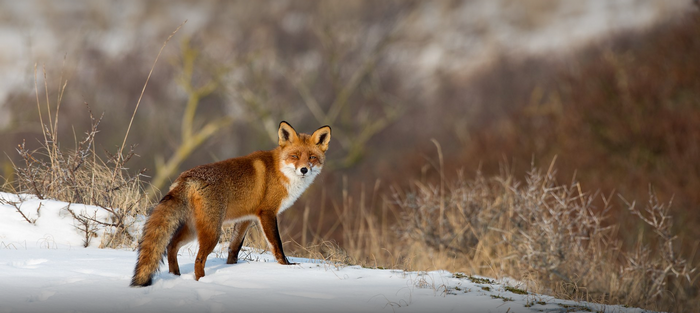 Red fox standing in the snow