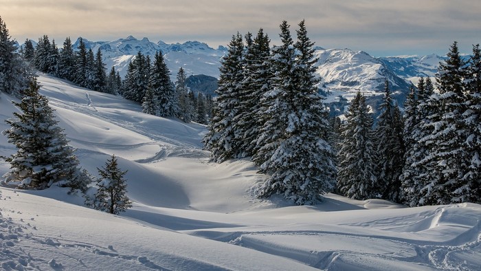 Snowy mountain landscape with pine trees and ski tracks
